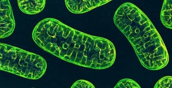 Watch: How does spike protein destroy mitochondria?